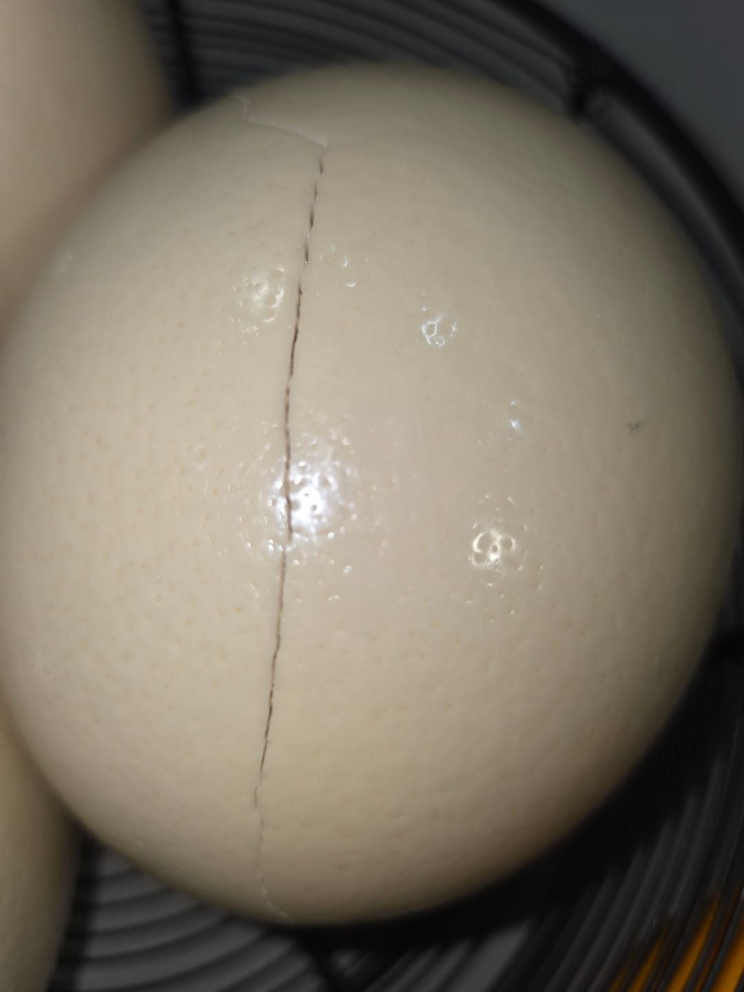 Customer photo review of Fresh Ostrich Eggs for Sale | Farm Fresh Karoo Ostrich Eggs