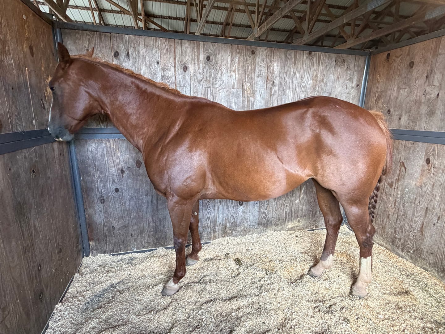 Customer photo review of Western Steamed Alfalfa (Click here for Qty Discount) - 18 Bale Bundle! Includes delivery and ground level stacking with our forklift too!