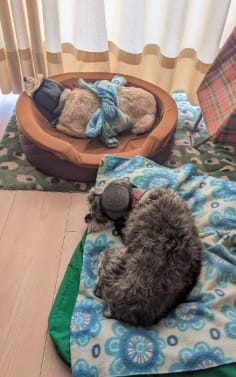 Customer photo review of Orejeras aislantes de sonido para perros
