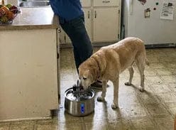 Customer photo review of Health & Happiness Dog Kit