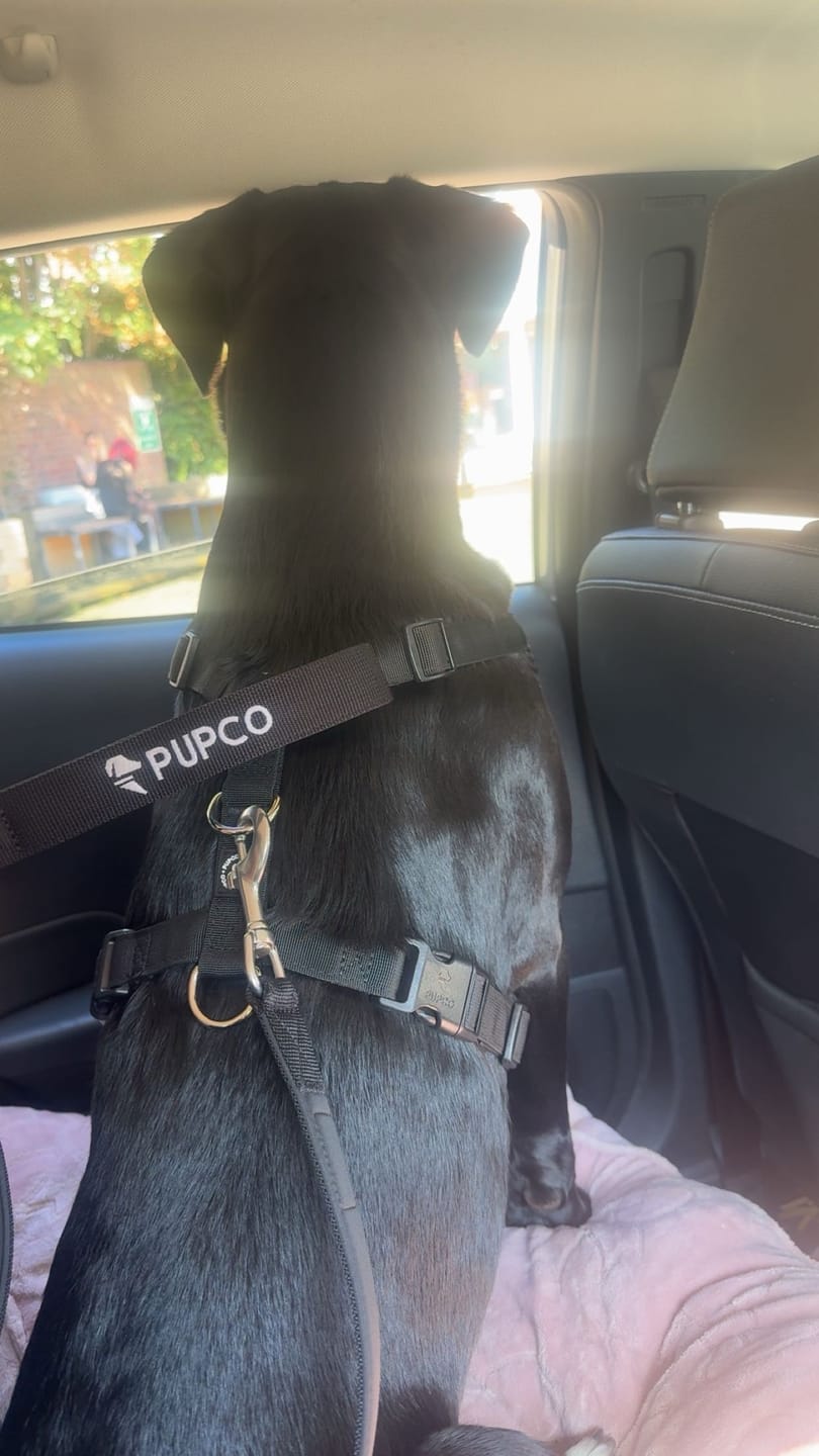 Customer photo review of Lunar Harness - Black