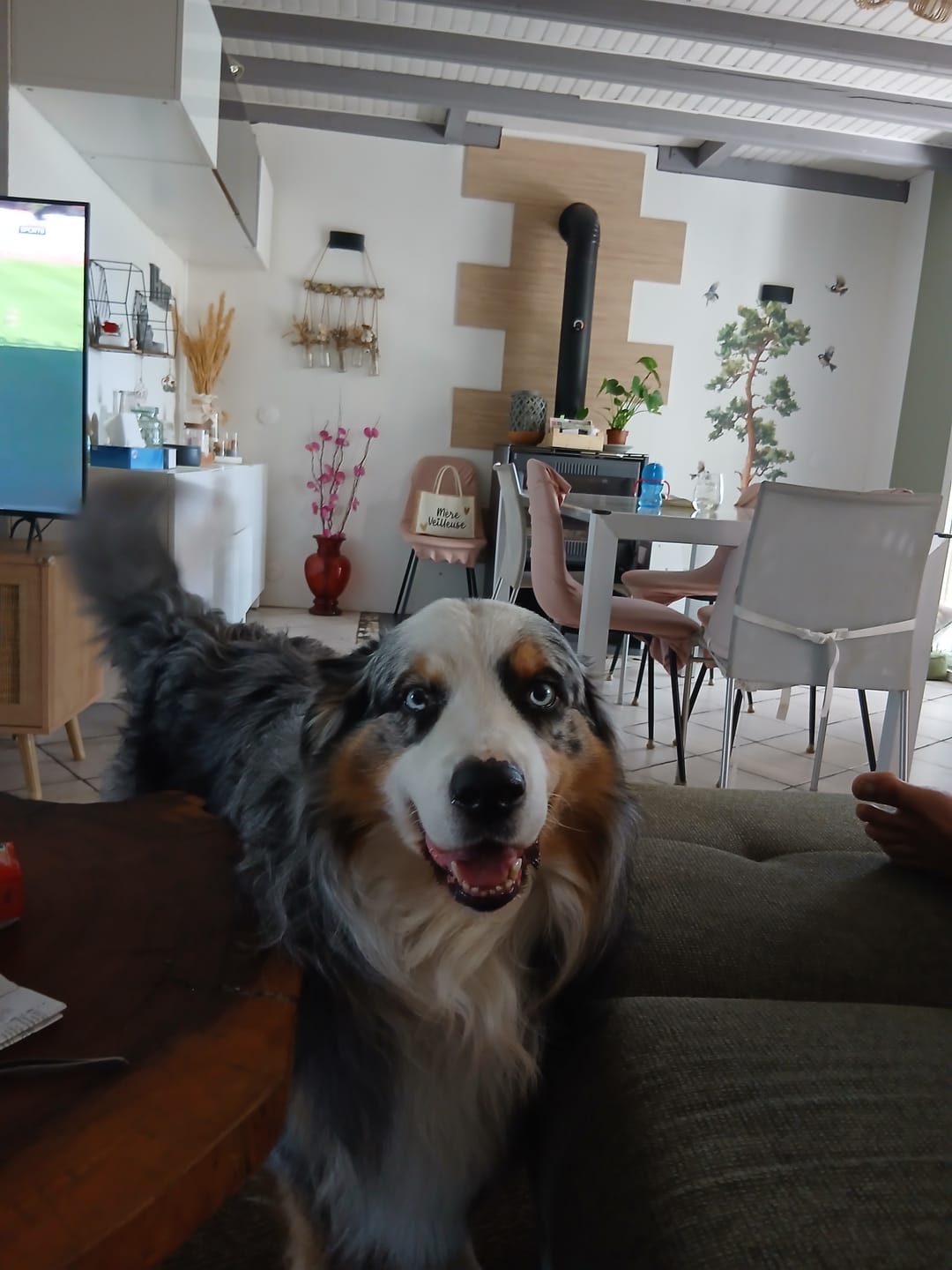 Customer photo review of Croquettes Boeuf pour Chien - 1. 285684 Mig