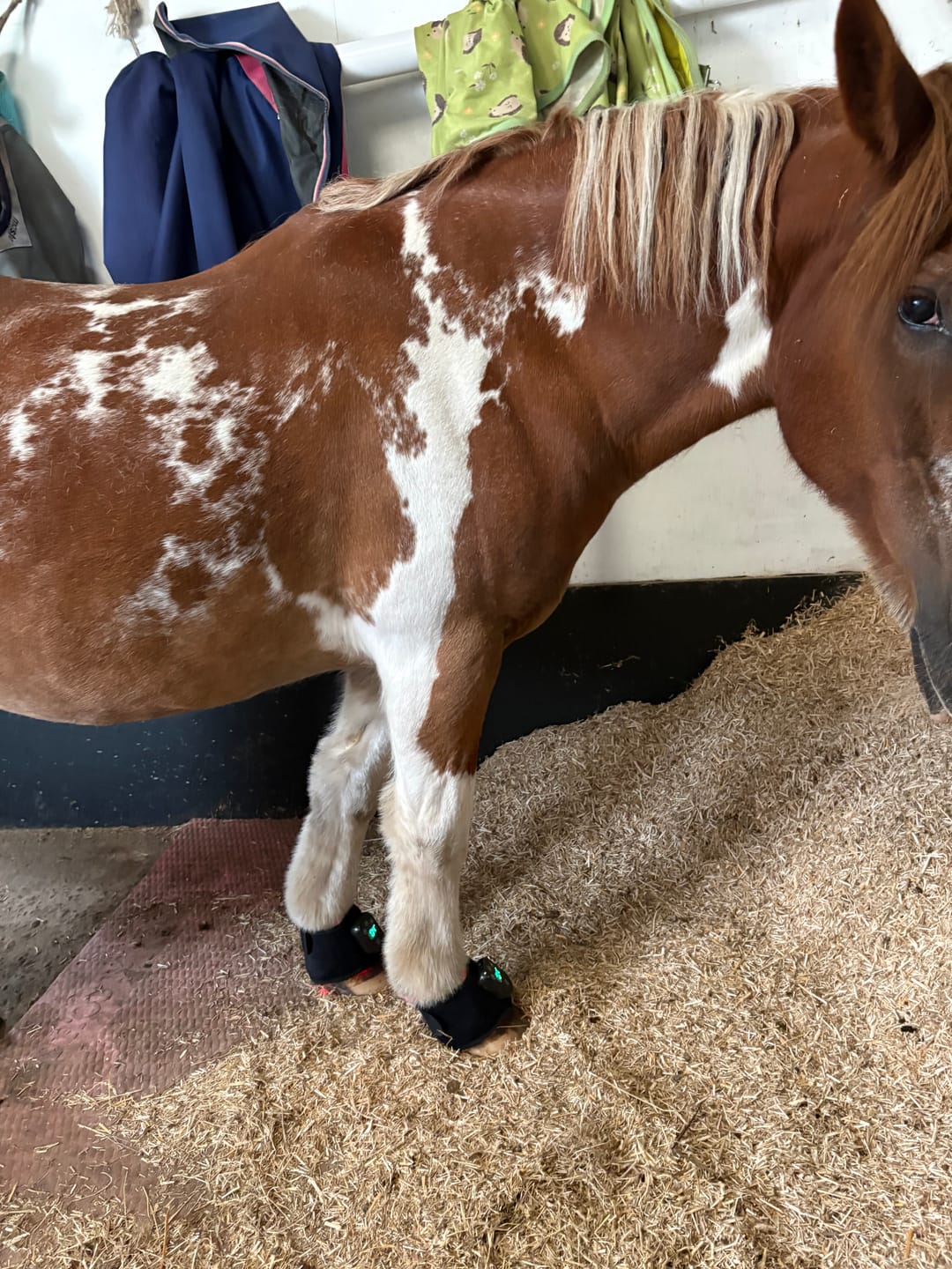 Customer photo review of HorseHalo™ HaloLegs Mini