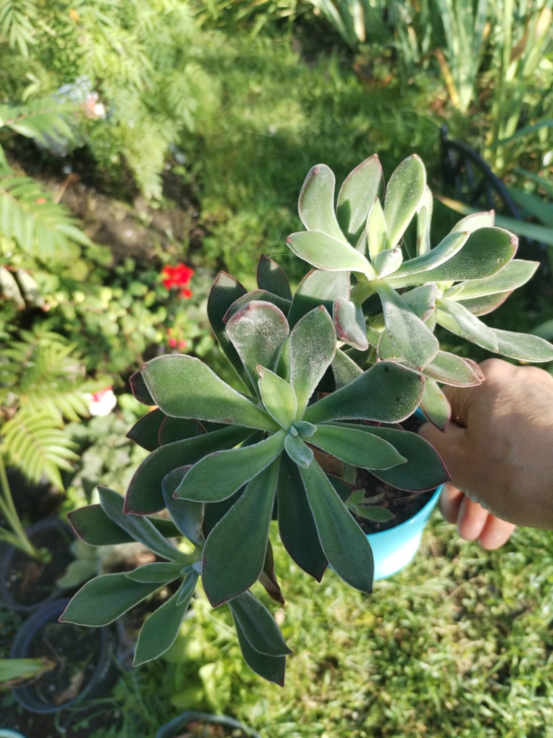 Customer photo review of Echeveria pulvinata 'Devotion'