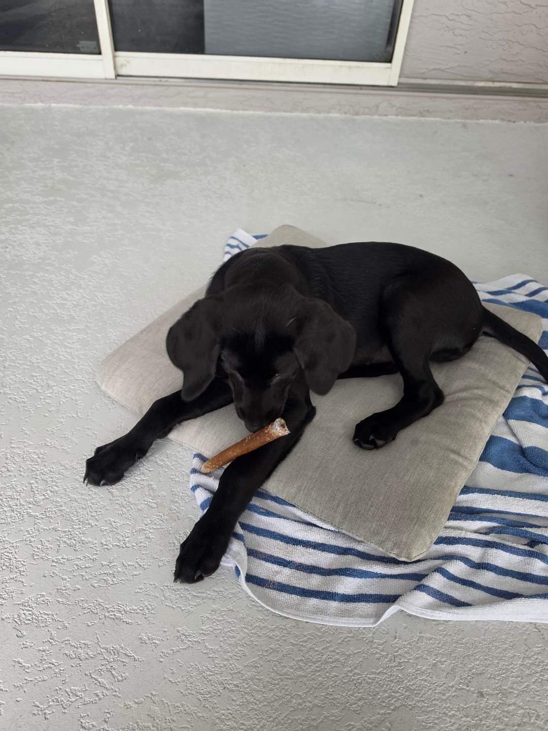 Customer photo review of 6 Inch Trachea Wrapped in Jerky