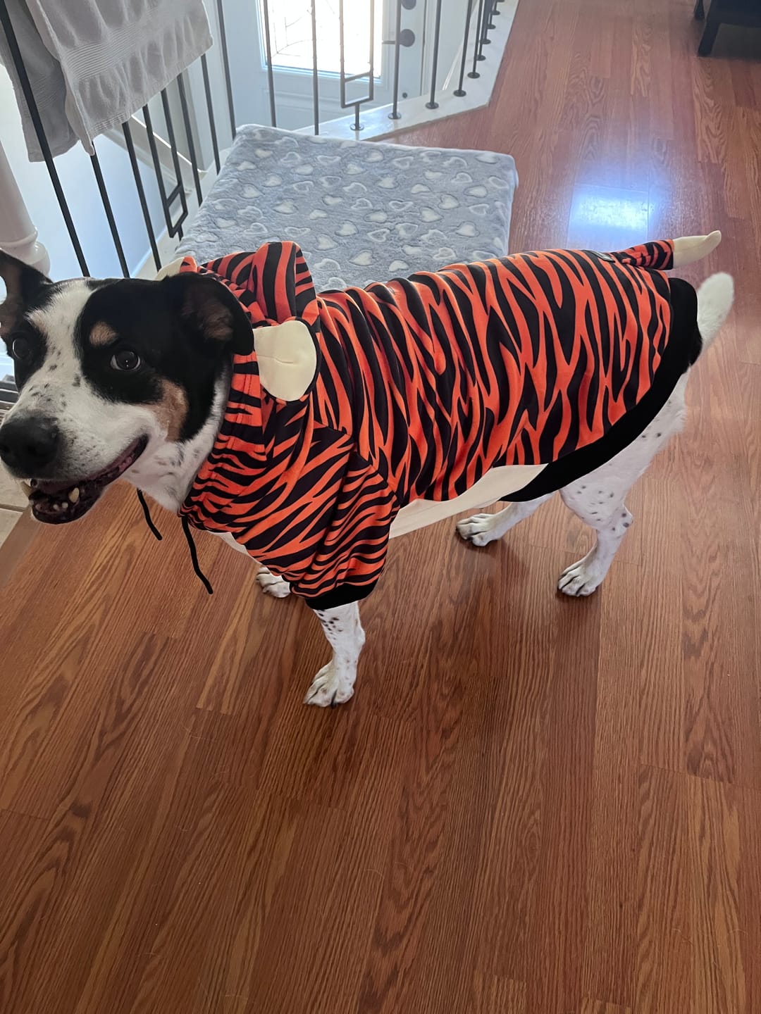 Customer photo review of Halloween Dog Hoodie - Tiger