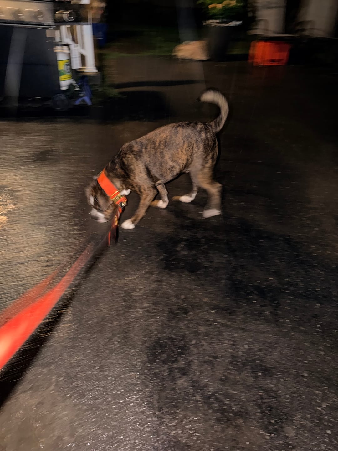 Customer photo review of Tacti Luxe Dog Leash - Gold Cognac
