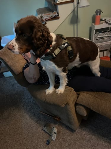 Customer photo review of KAVRIONA No-Pull Dog Harness