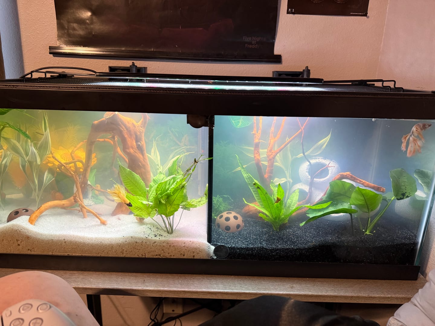 Customer photo review of Skittles Shrimp
