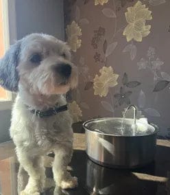 Customer photo review of Health & Happiness Dog Kit