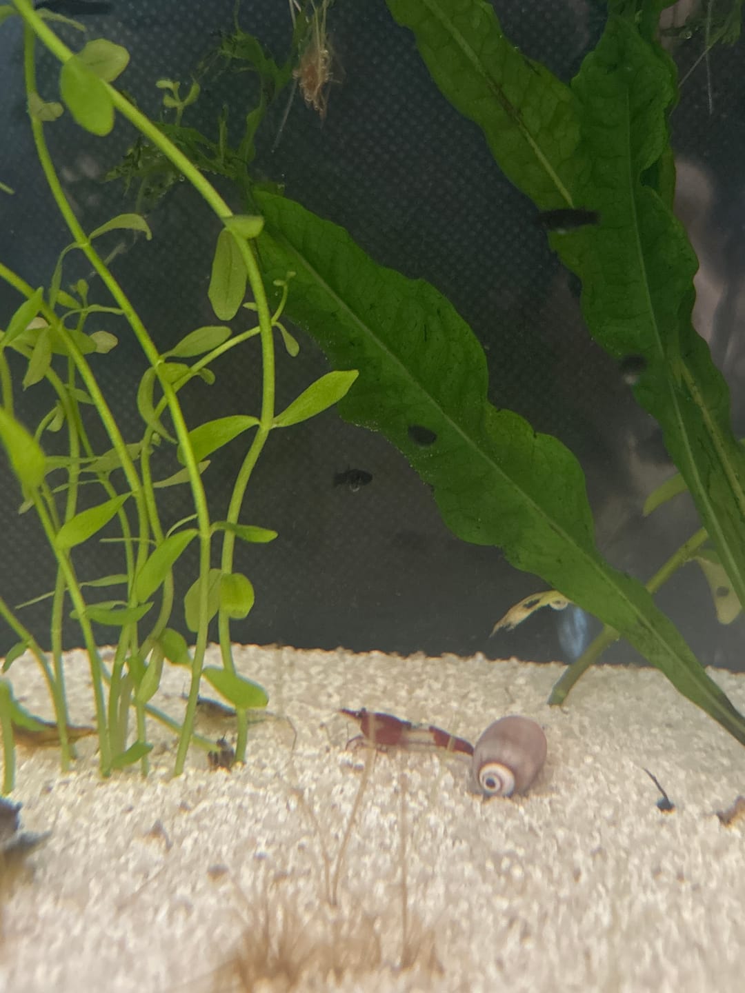 Customer photo review of Red Rili Shrimp