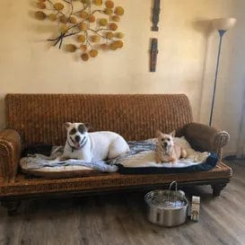 Customer photo review of Health & Happiness Dog Kit