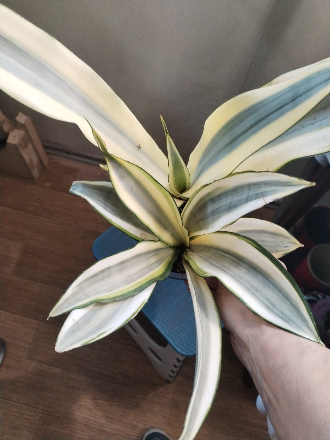 Customer photo review of Sanseviera Trifasciata ‘Ghost’