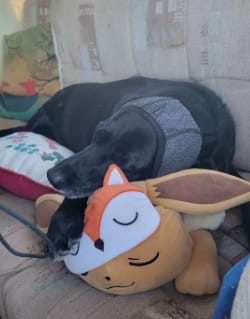 Customer photo review of Orejeras aislantes de sonido para perros