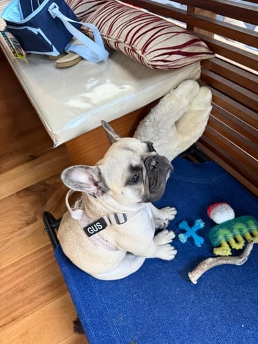 Customer photo review of Personalized Dog Walking Bundle