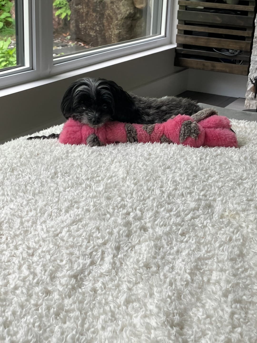 Customer photo review of Vrac Nature's Own - Bâtonnets oesophage de boeuf pour chien