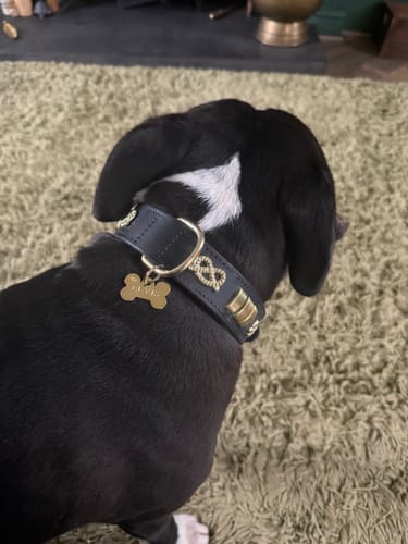 Customer photo review of Staffordshire Bull Terrier Collars