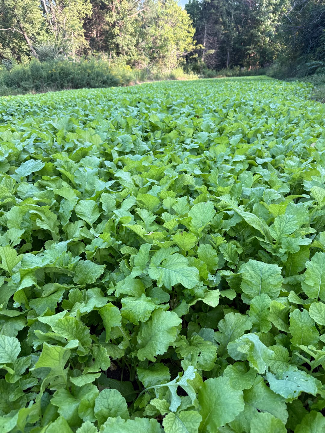 Customer photo review of Late Season Brassicas