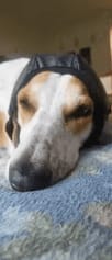 Customer photo review of Orejeras Anti-Estrés para Perros
