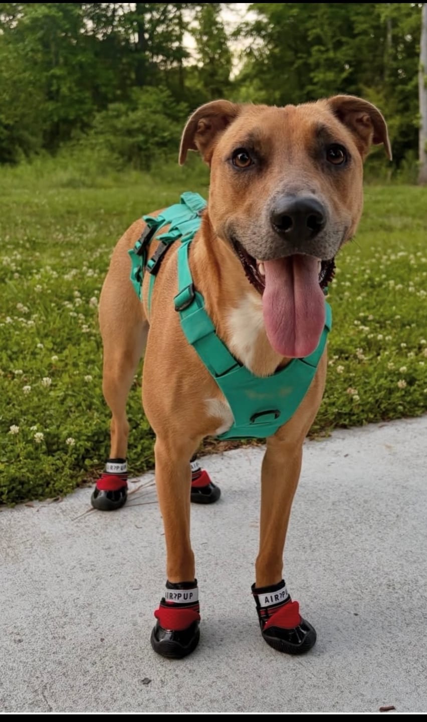 Customer photo review of AIR PUP DOG SHOES - SET OF 4