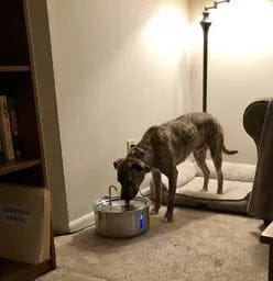 Customer photo review of Health & Happiness Dog Kit