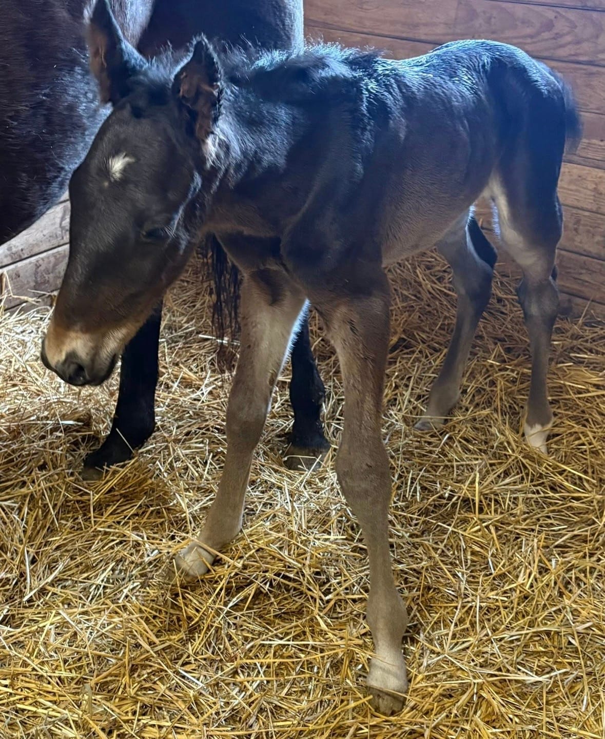 Customer photo review of Foal Kit