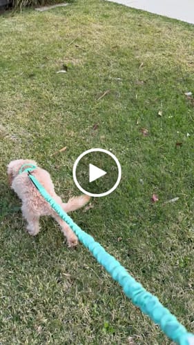 Customer video review of Personalised No-Pull Reflective Dog Harness