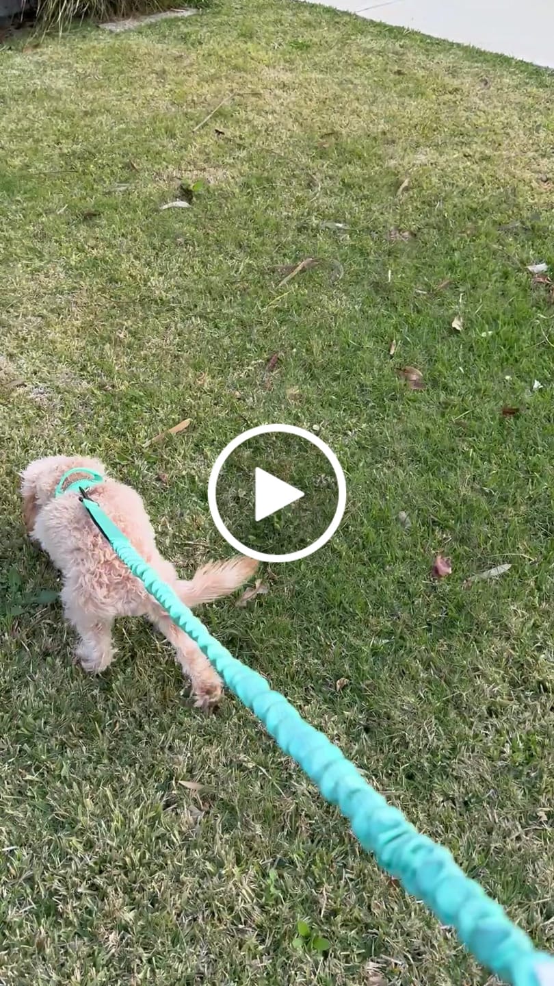 Customer video review of Personalised No-Pull Reflective Dog Harness
