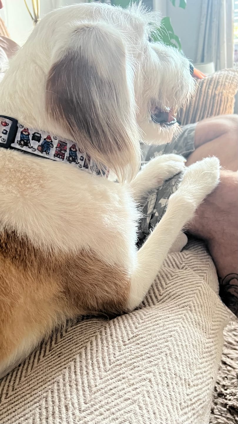 Customer photo review of Paddington™ Collar - London