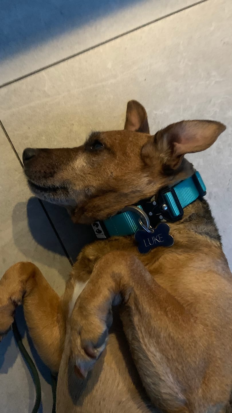 Customer photo review of City collar
