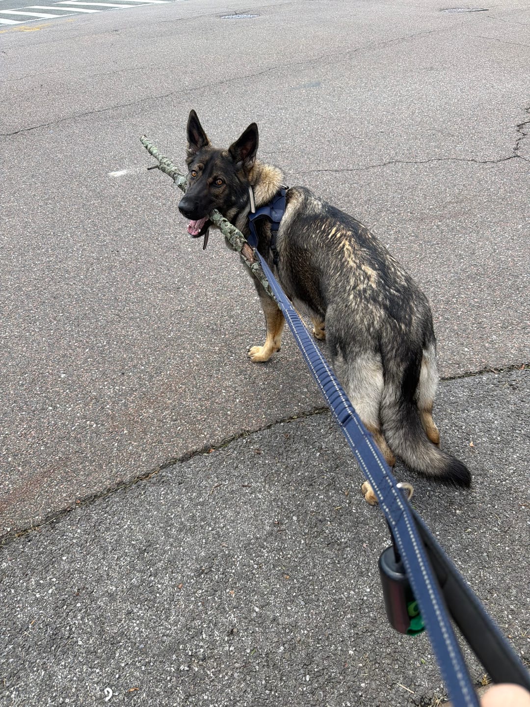Customer photo review of 6 Inch Thick Braided Bully Stick