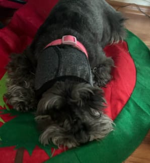 Customer photo review of Orejeras aislantes de sonido para perros