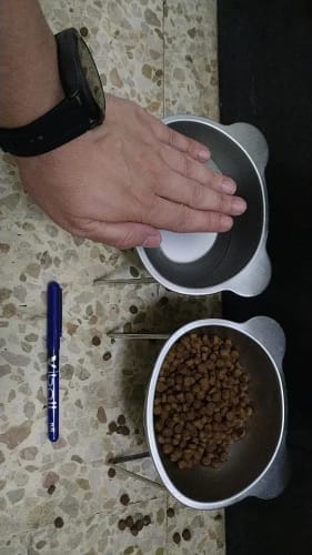 Customer photo review of Sanebu™ Orthopedic Elevated Bowl for Small Dogs NO