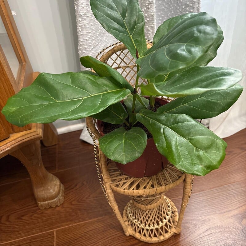 Customer photo review of Fiddle Fig Tree Live in 6" Nursery Pot | Live Ficus Lyrata Tree Indoor Low Light Houseplant