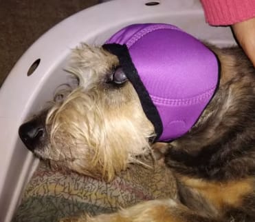 Customer photo review of Orejeras aislantes de sonido para perros