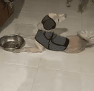 Customer photo review of Orejeras Anti-Estrés para Perros