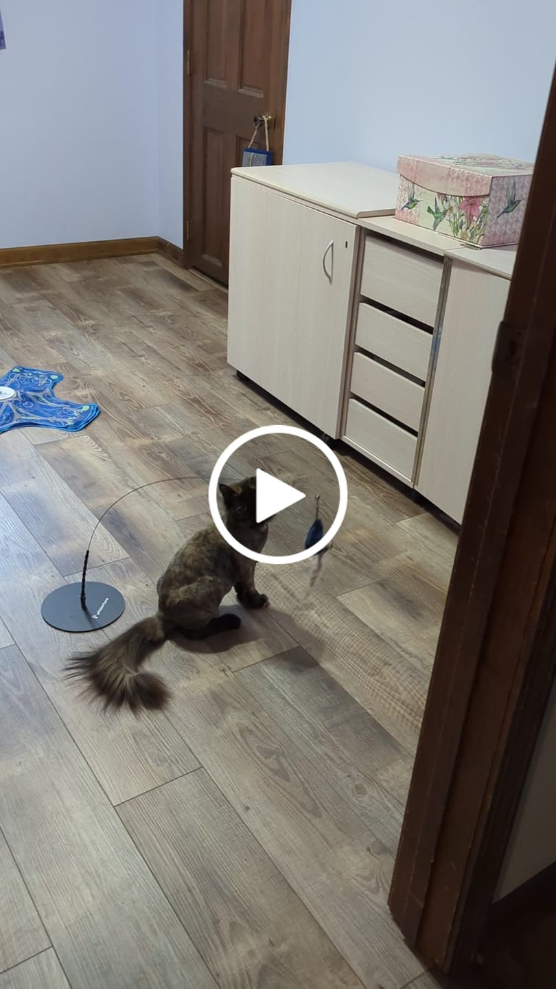 Customer video review of Interactive Bird Simulation Cat Toy Set