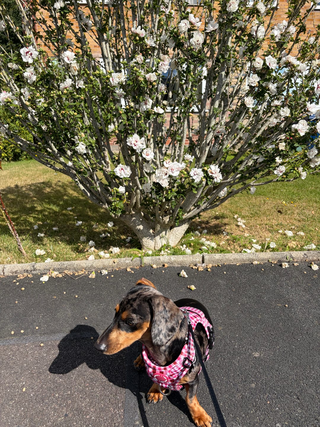 Customer photo review of 3-Click Tough Step-in Dog + Puppy Harness | Teaberry Plaid