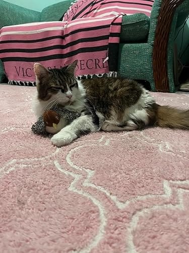 Customer photo review of Motion-Activated Flapping Bird Cat Toy