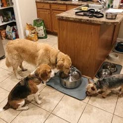 Customer photo review of Health & Happiness Dog Kit