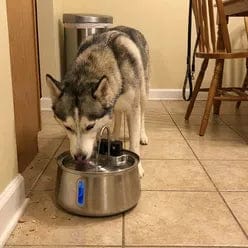Customer photo review of Health & Happiness Dog Kit
