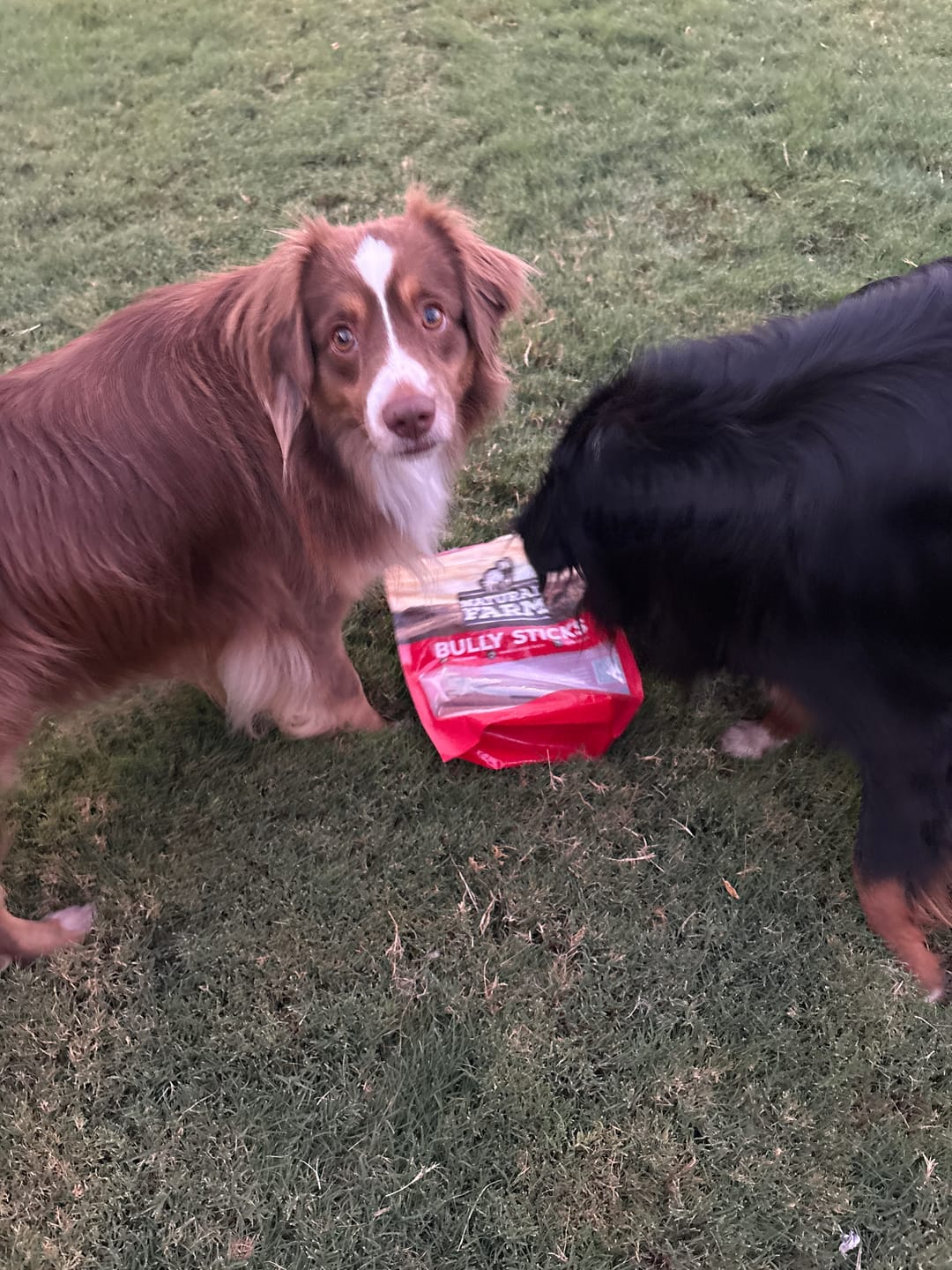 Customer photo review of 6 Inch Standard 31 Pack - Bully Sticks