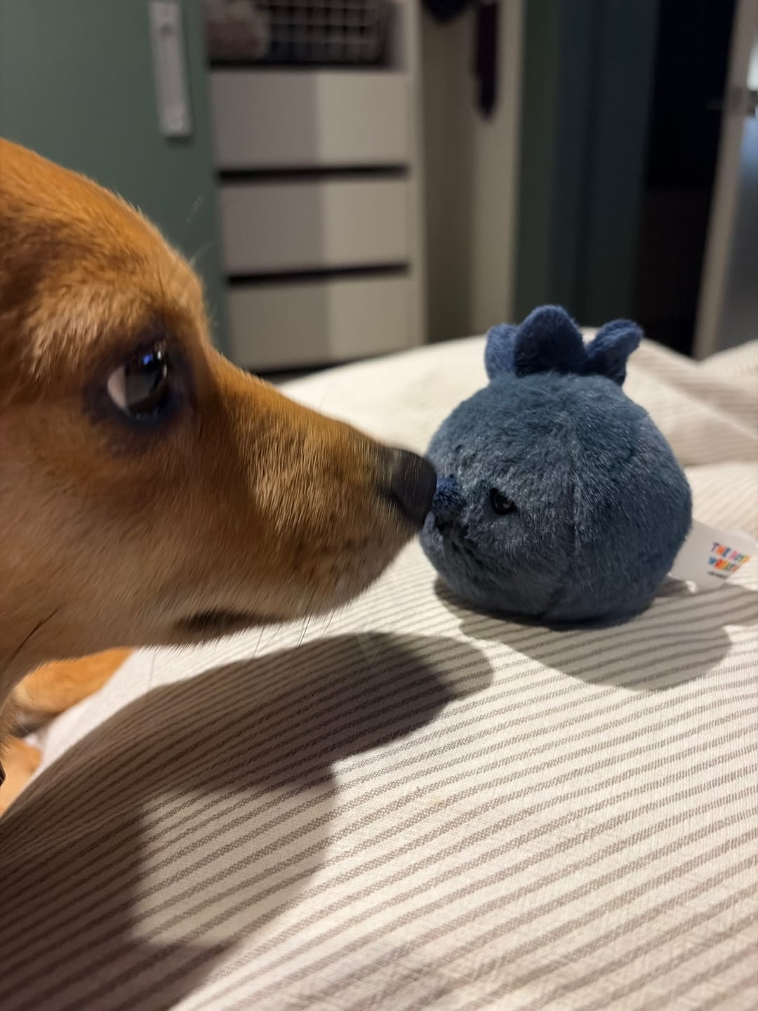 Customer photo review of Forgotten Single Blueberry
