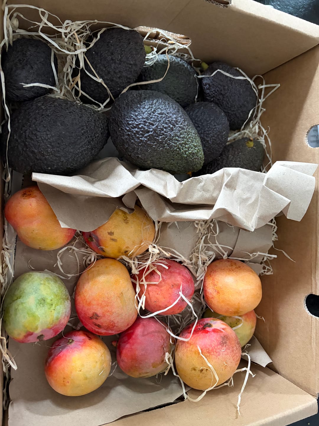 Customer photo review of Avocado Hass 15 Monate baumgereift von Julian