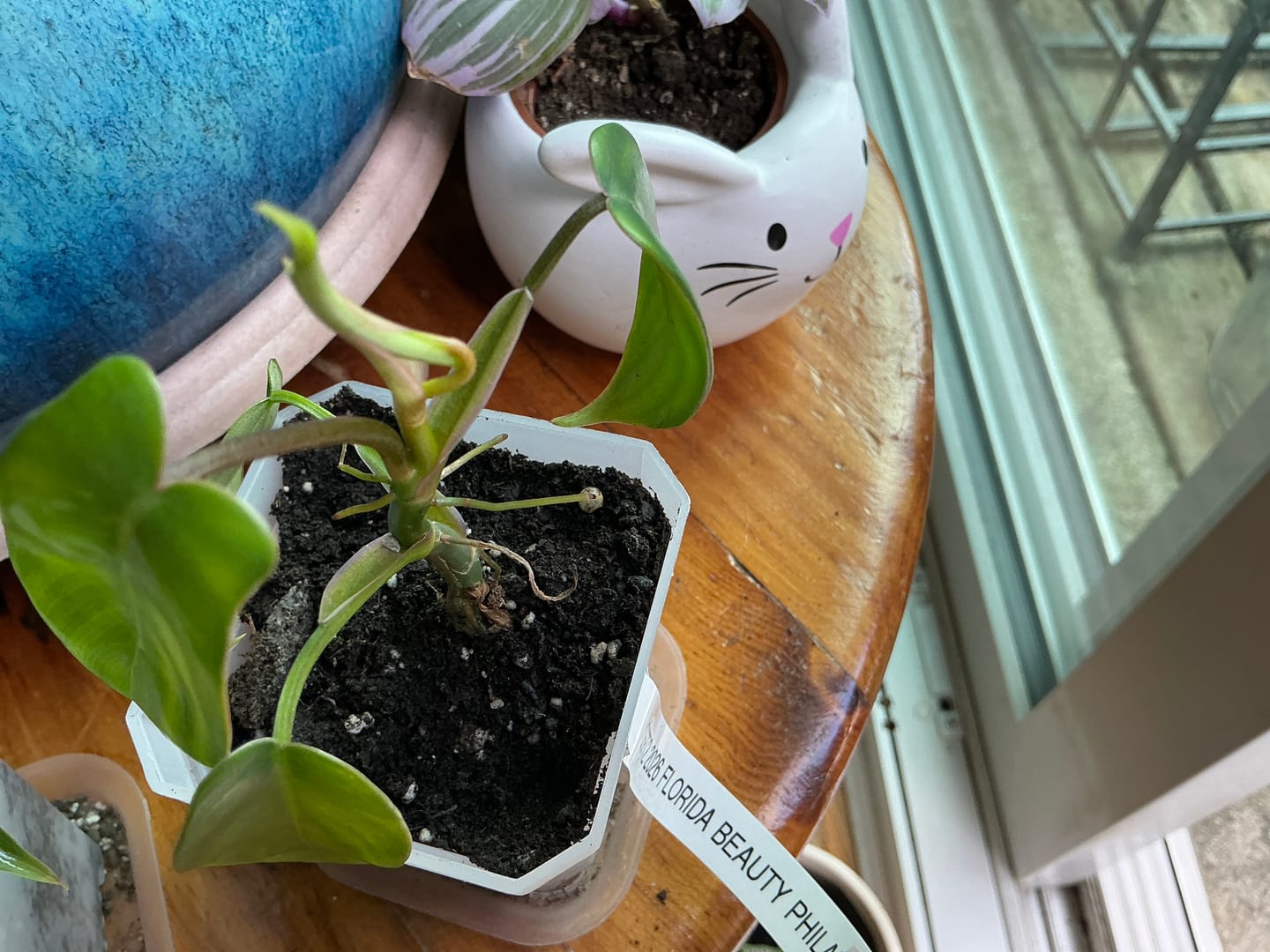 Customer photo review of Philodendron Florida Beauty