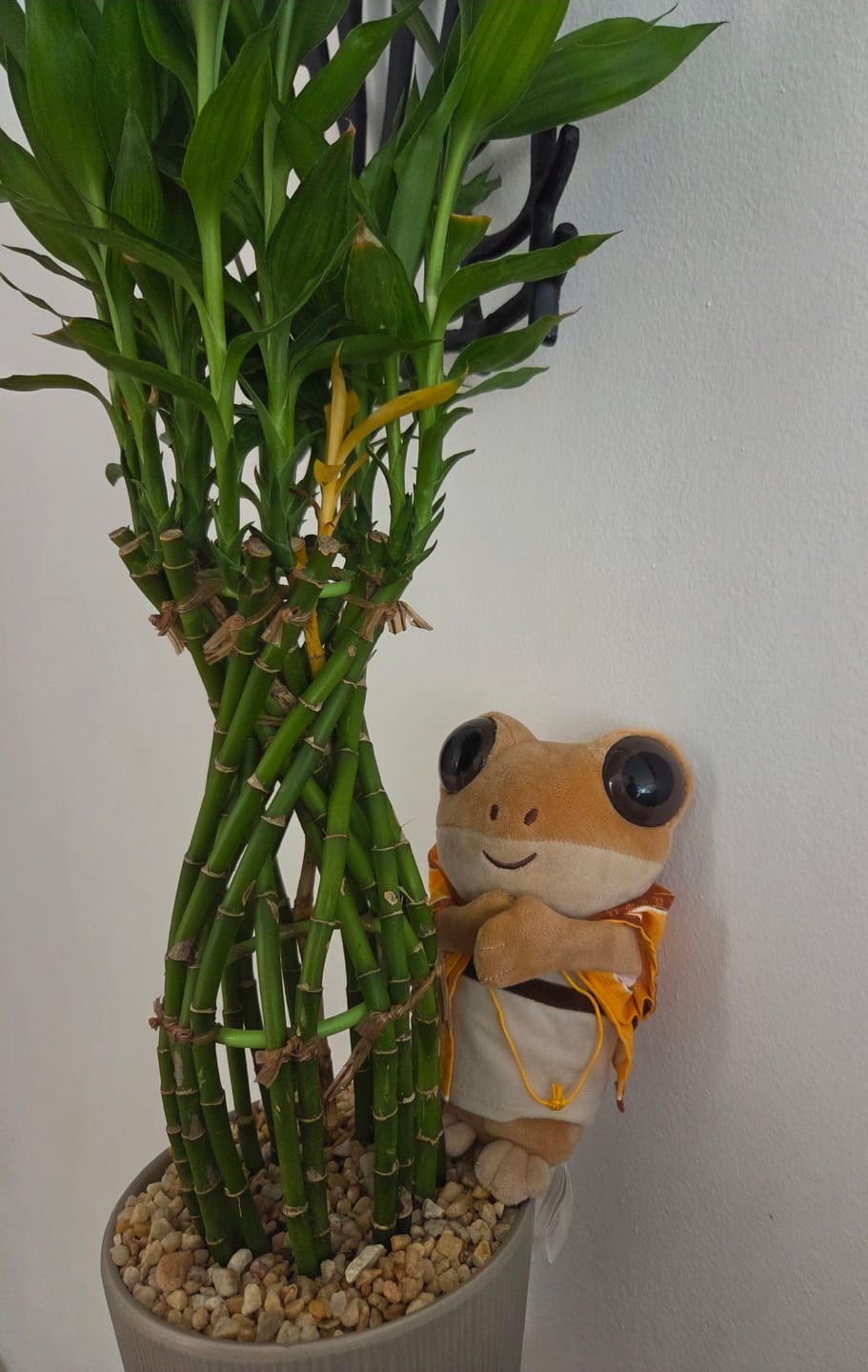Customer photo review of Don Coquí | Peluche con Sonido