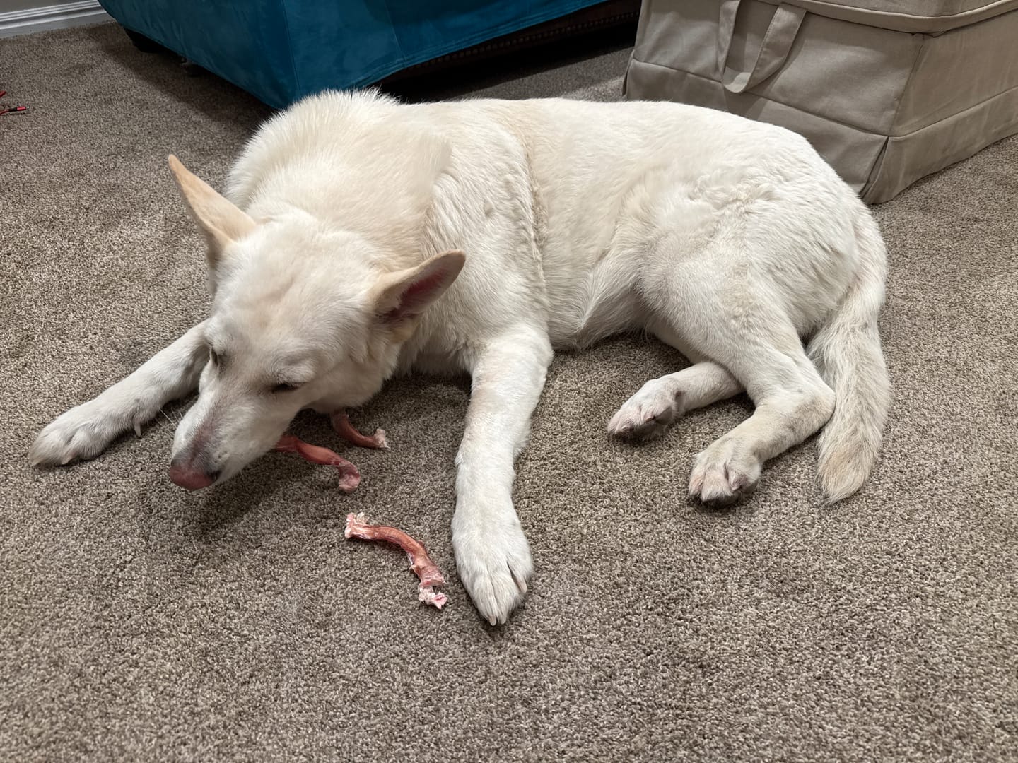 Customer photo review of 6 Inch Jumbo Braided Bully Stick