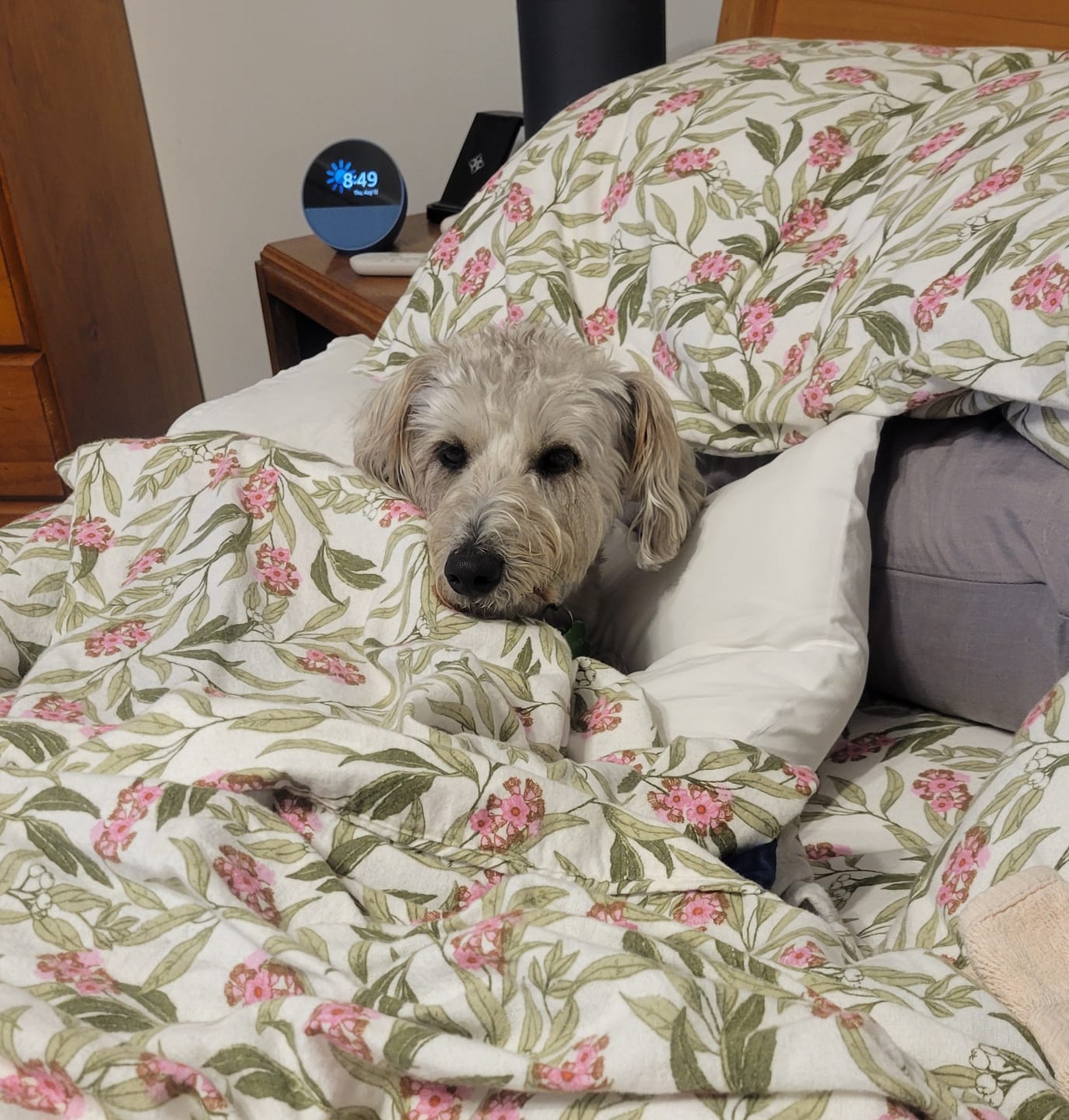 Customer photo review of NexGard SPECTRA for Medium Dogs 7.6-15kg