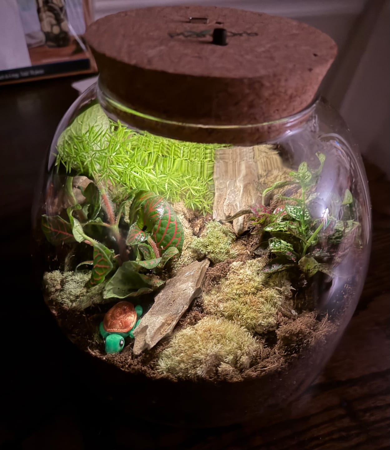 Customer photo review of Light Up Terrarium Kit