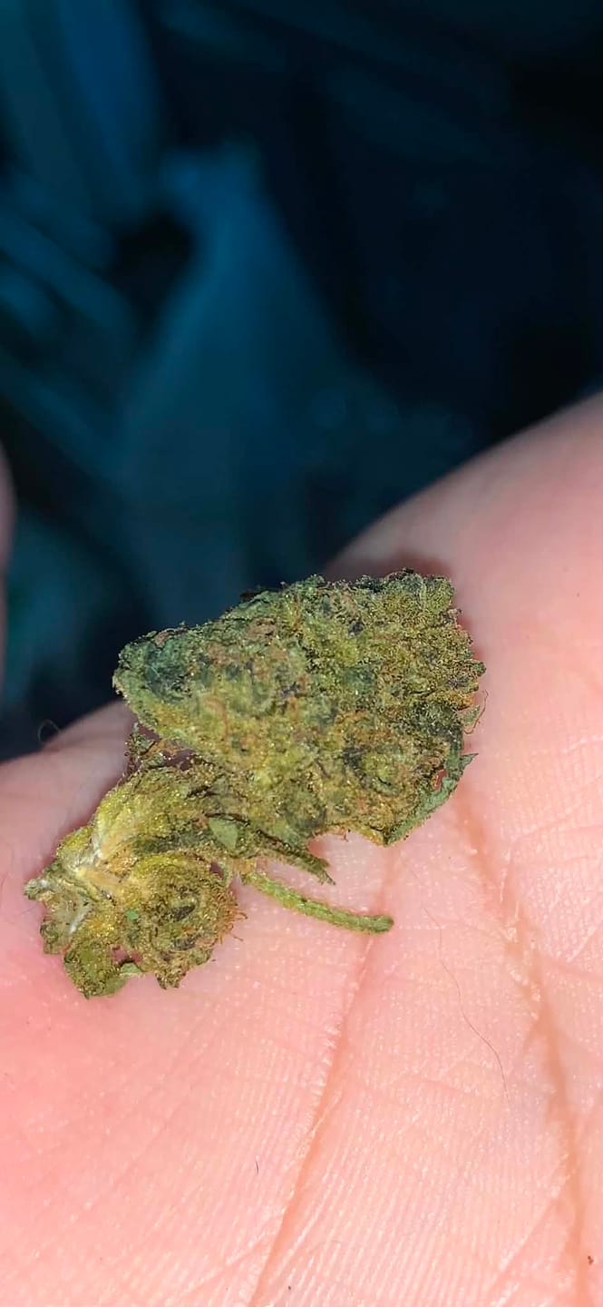 Customer photo review of Biscotti Cake - 28 Grams - Hybrid